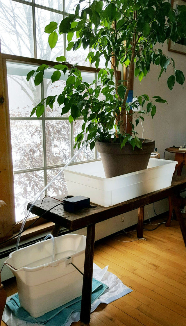 Watering Houseplants Remotely by Computer