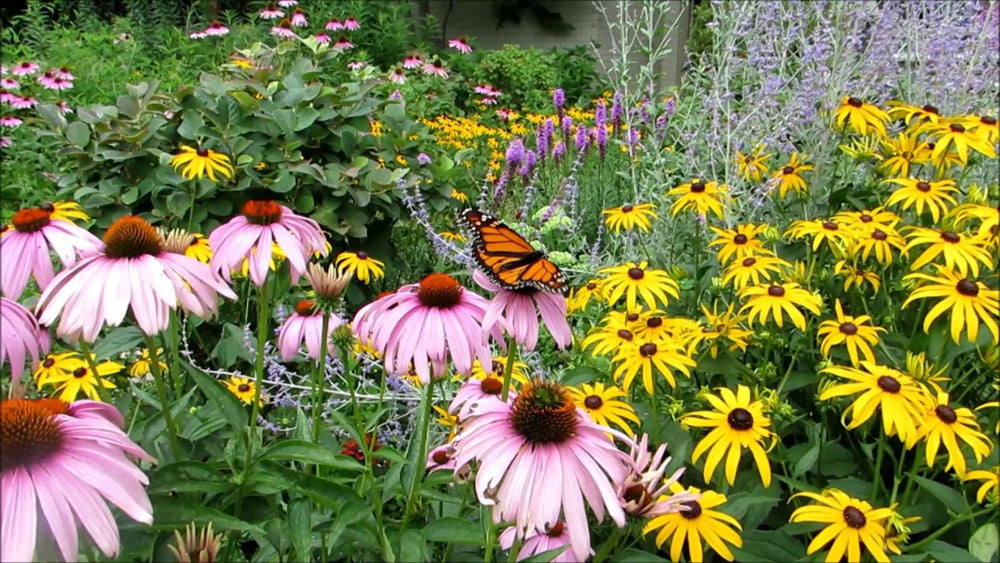 Join With Other Gardeners to Create Pathways for Pollinators by Jeannette Ross