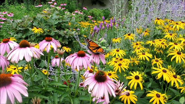 Join With Other Gardeners to Create Pathways for Pollinators by Jeannette Ross