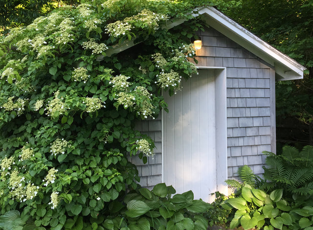 Growing Flowering Vines