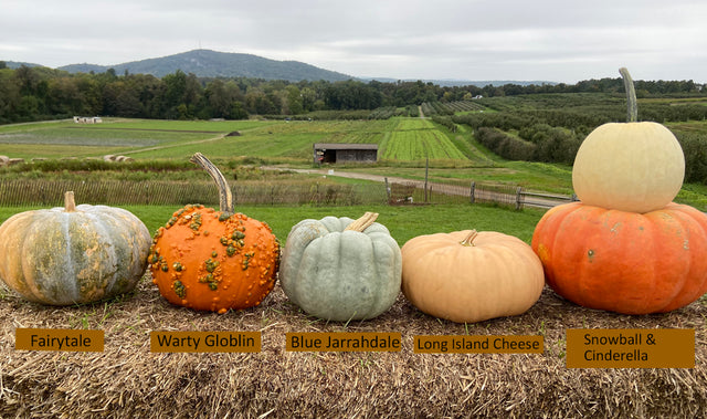 Pumpkins: The stuff of fairytales — and more!  by Jeannette Ross