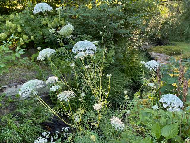 Yes There Are Well-Mannered Alternatives to Wild Queen Anne's Lace: Ammi Majus, Anthriscus Sylvestris, 'Dara' and More