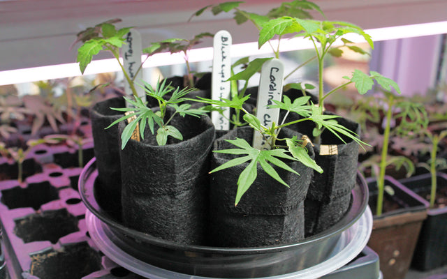 Root Pouch: Making A Difference One Fabric Pot At A Time