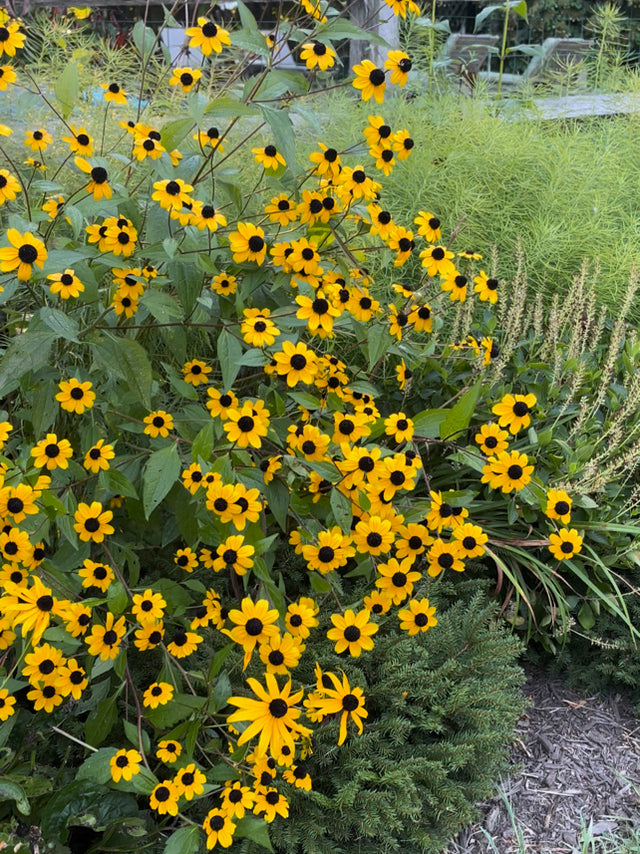 Tips To Achieve A Beautiful Garden in Mid Summer by Jeannette Ross