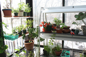 Using a Greenhouse (or windowsill) to Get a Jump on Spring   By Ruth Rogers Clausen