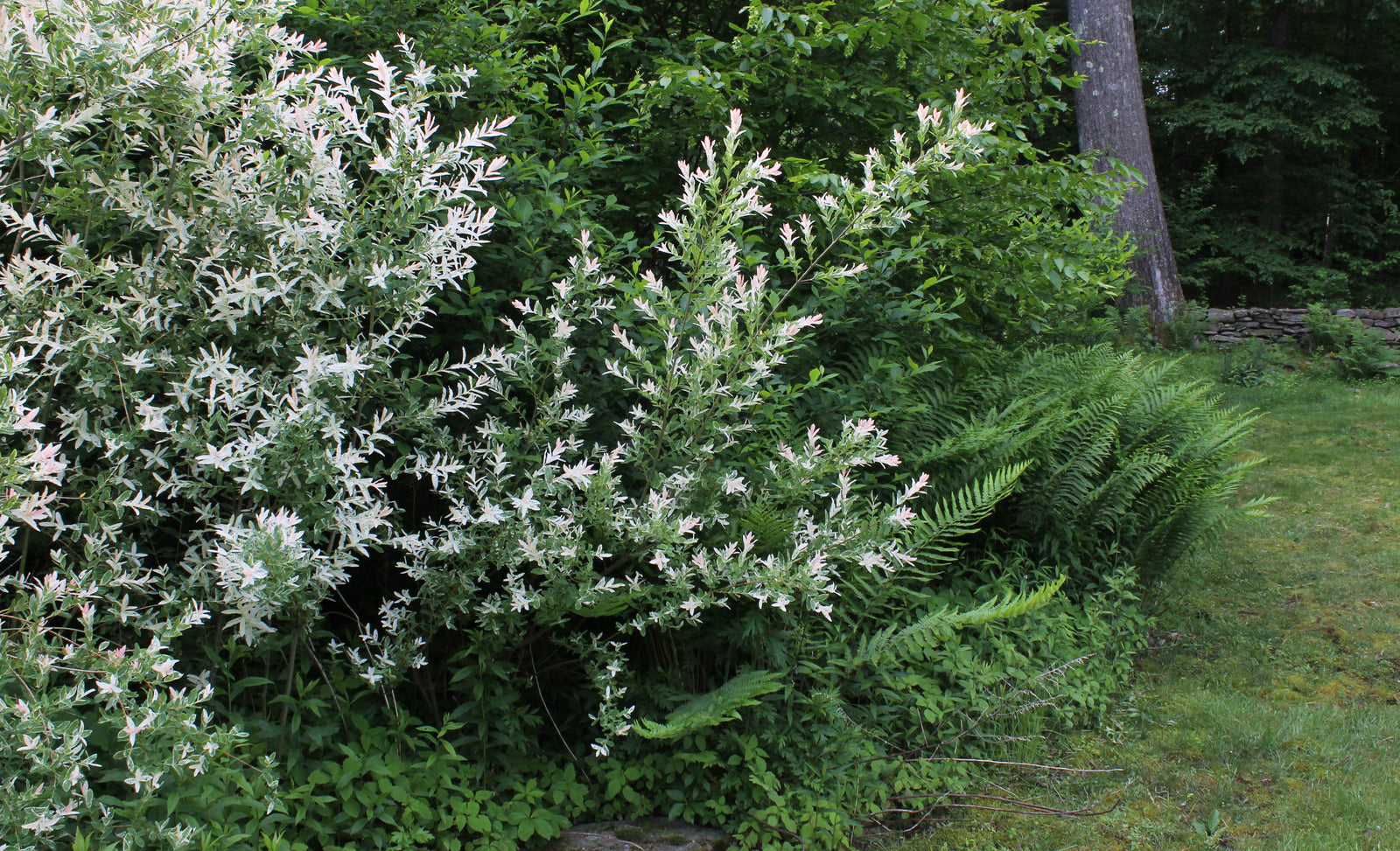 Willow: A Plant That Loves Water