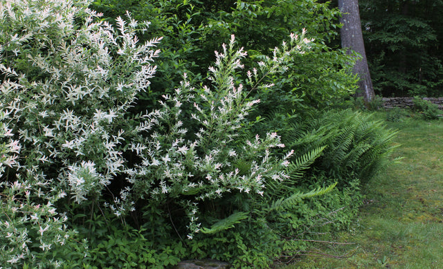 Willow: A Plant That Loves Water