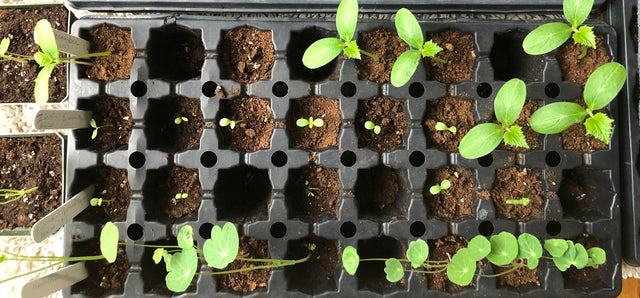Seed Starting Tips #1 and #2
