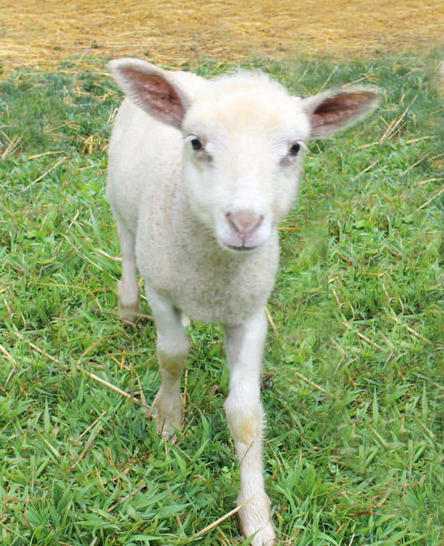 Living The Dream: Raising Sheep