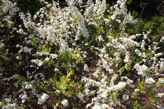 How to treat forsythia and other old-fashioned spring shrubs by Ruth Clausen