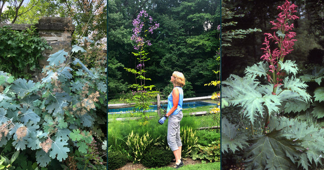 Growing Tall Perennials in your garden