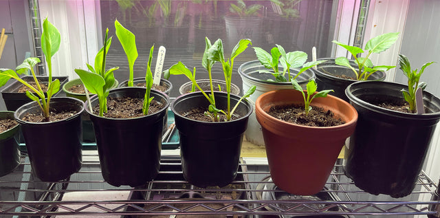 Cold Climate Tips for Getting Your Dahlia Tubers Ready for Planting