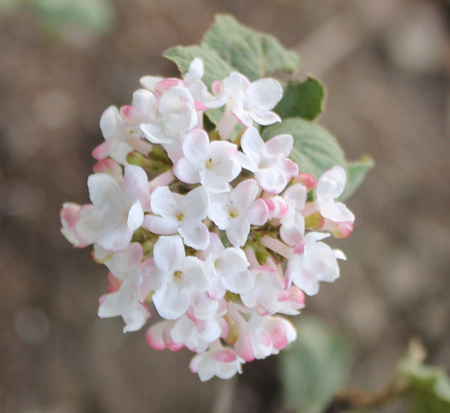 Reduce the Risk of Lyme Disease // Our Favorite Fragrant Shrub is Viburnum Carlesii
