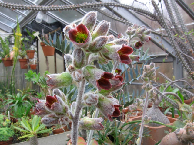 Book Give Away // Growing Kalanchoe tomentosa