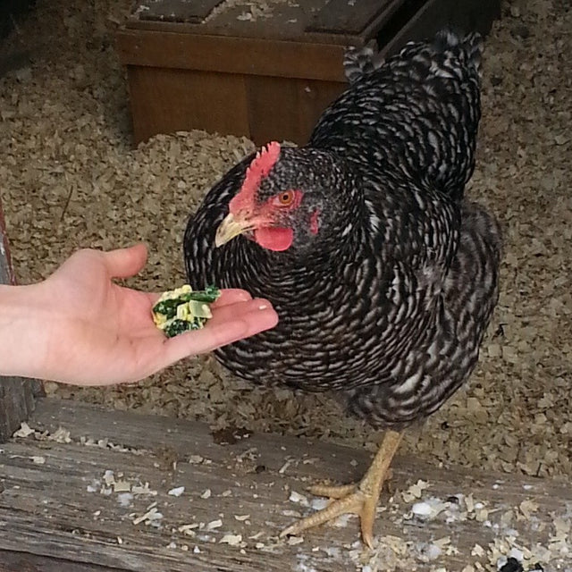 Thinking About Chickens? Meet 4 Chicken Owners