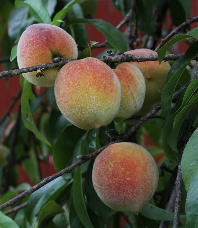 Planting A Special Kind of Orchard