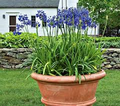 Which Plants Want A Winter Rest?