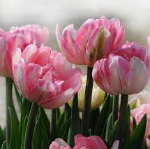 Forcing Bulbs Indoors for Early Spring Bloom