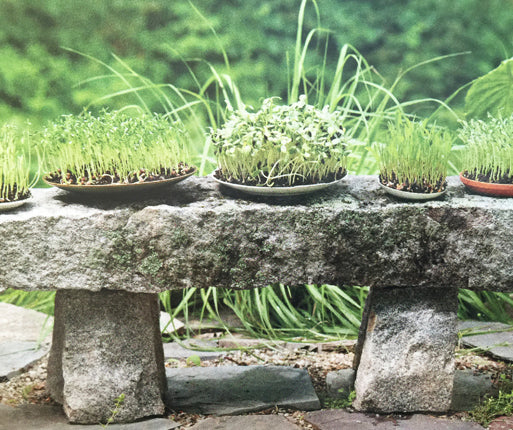 How To Grow Microgreens