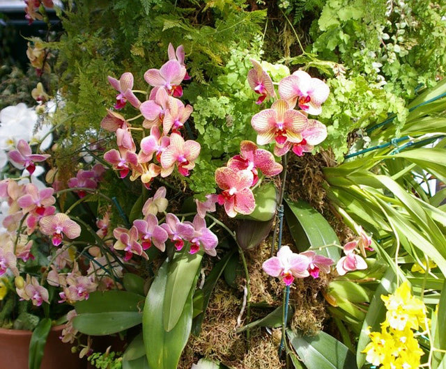 Tips to Get Your Orchid to Rebloom