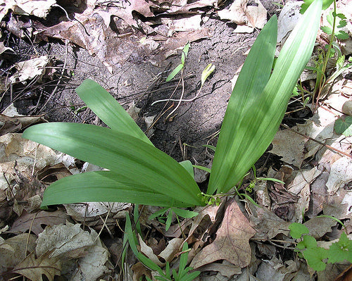 Everyone's Talking About Ramps