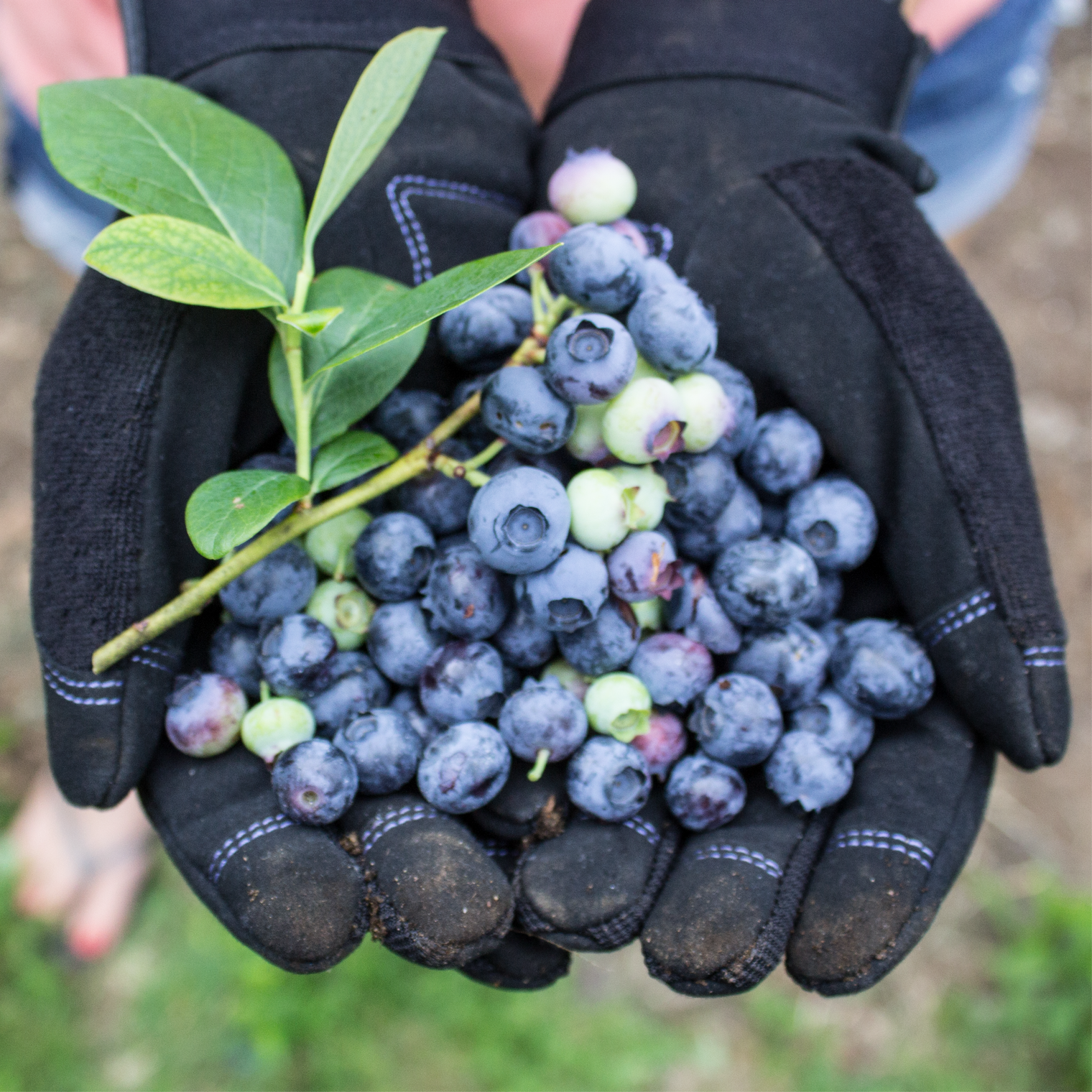 Black gloves holding a bunch of blueberries with green leaves.