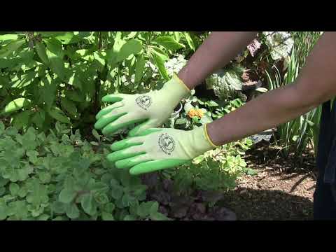 The Weeder Glove