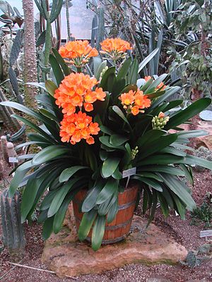 Growing Clivia Miniata