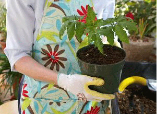 Growing Stockier, Bushier Tomato Plants