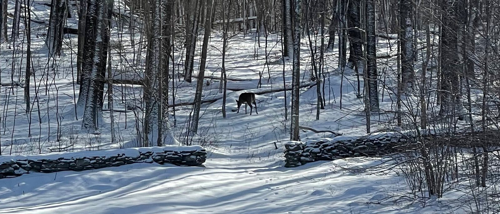 How Do Wild Animals and Livestock in Northern Climates Adapt to Survive Cold Winters?