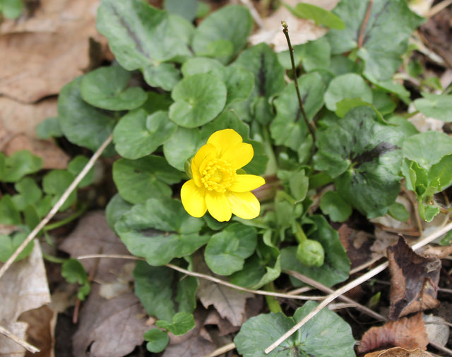 Best Exercises for Gardeners // Lesser Celandine: A Nasty Spreading Weed