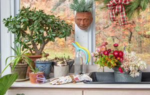 Tips On Growing Amaryllis Bulbs Indoors