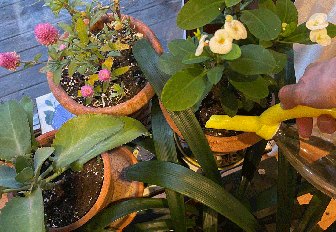 5 Must Haves for the Houseplant Gardener