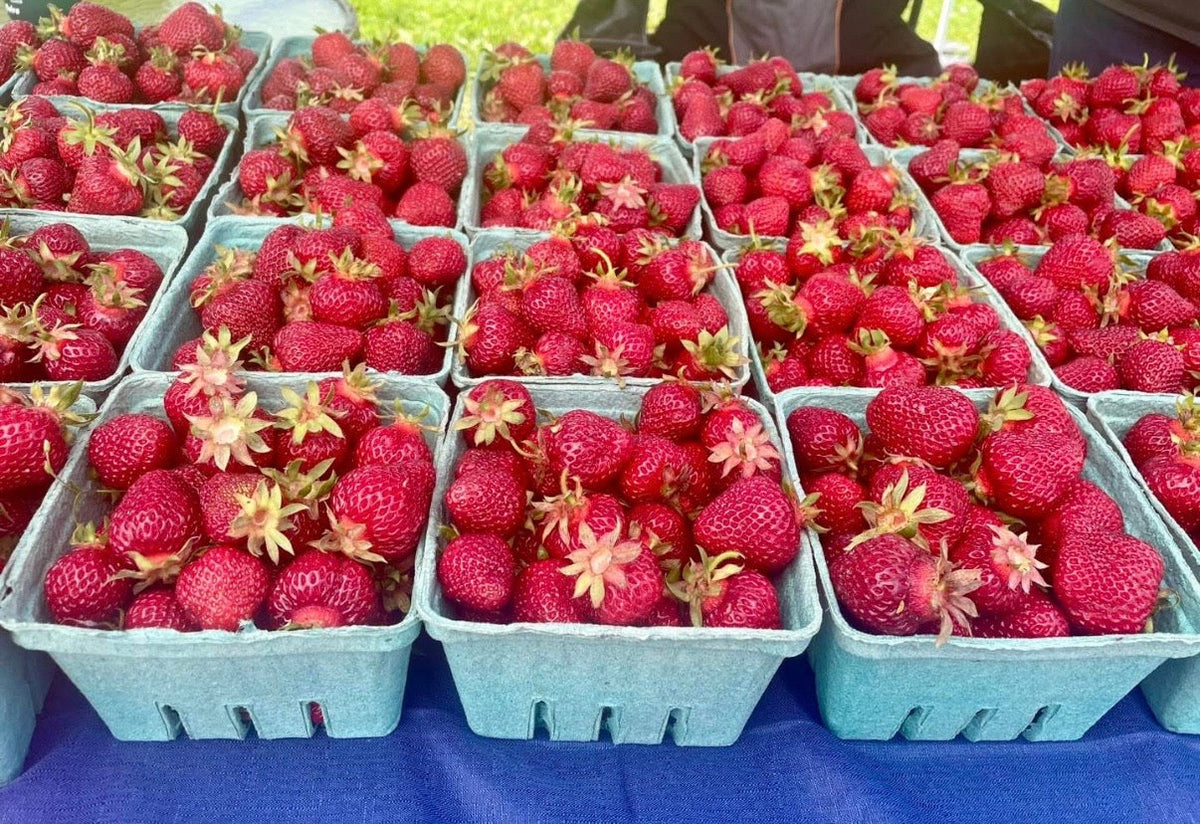 More Than Strawberries: Trini Swartz and a Family Tradition That Keeps Growing