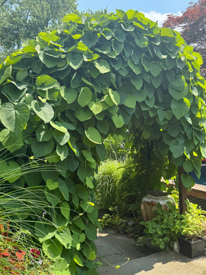 The Best Plant in My Garden