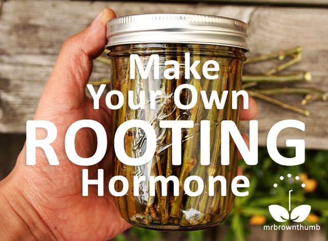 Make Your Own Rooting Hormone // Kabocha Squash Soup Recipe