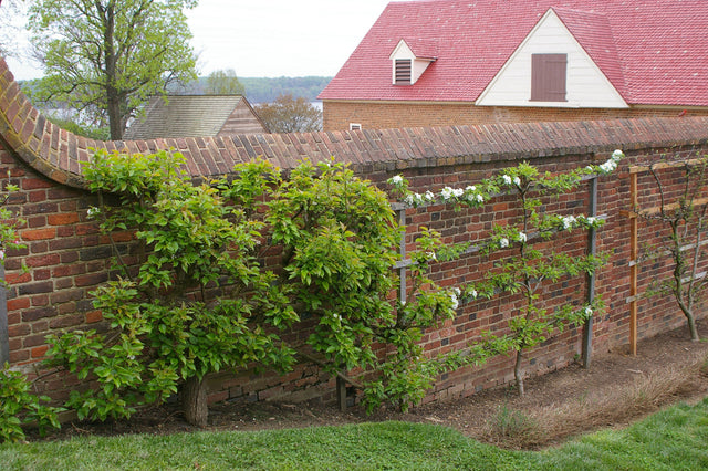 Mount Vernon: George Washington's Estate