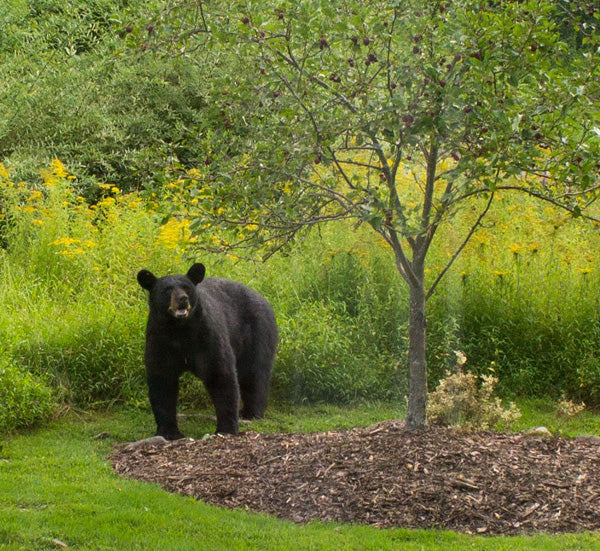Facts You Should Know About Black Bears