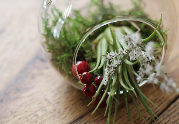 Create A Living Ornament for your Tree