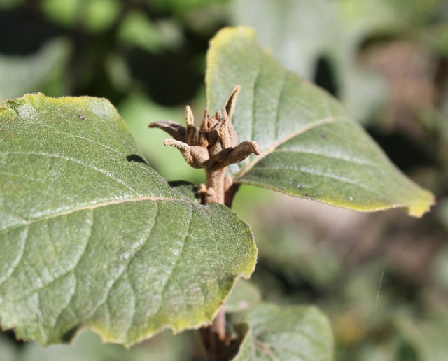 Pruning Shrubs in Fall