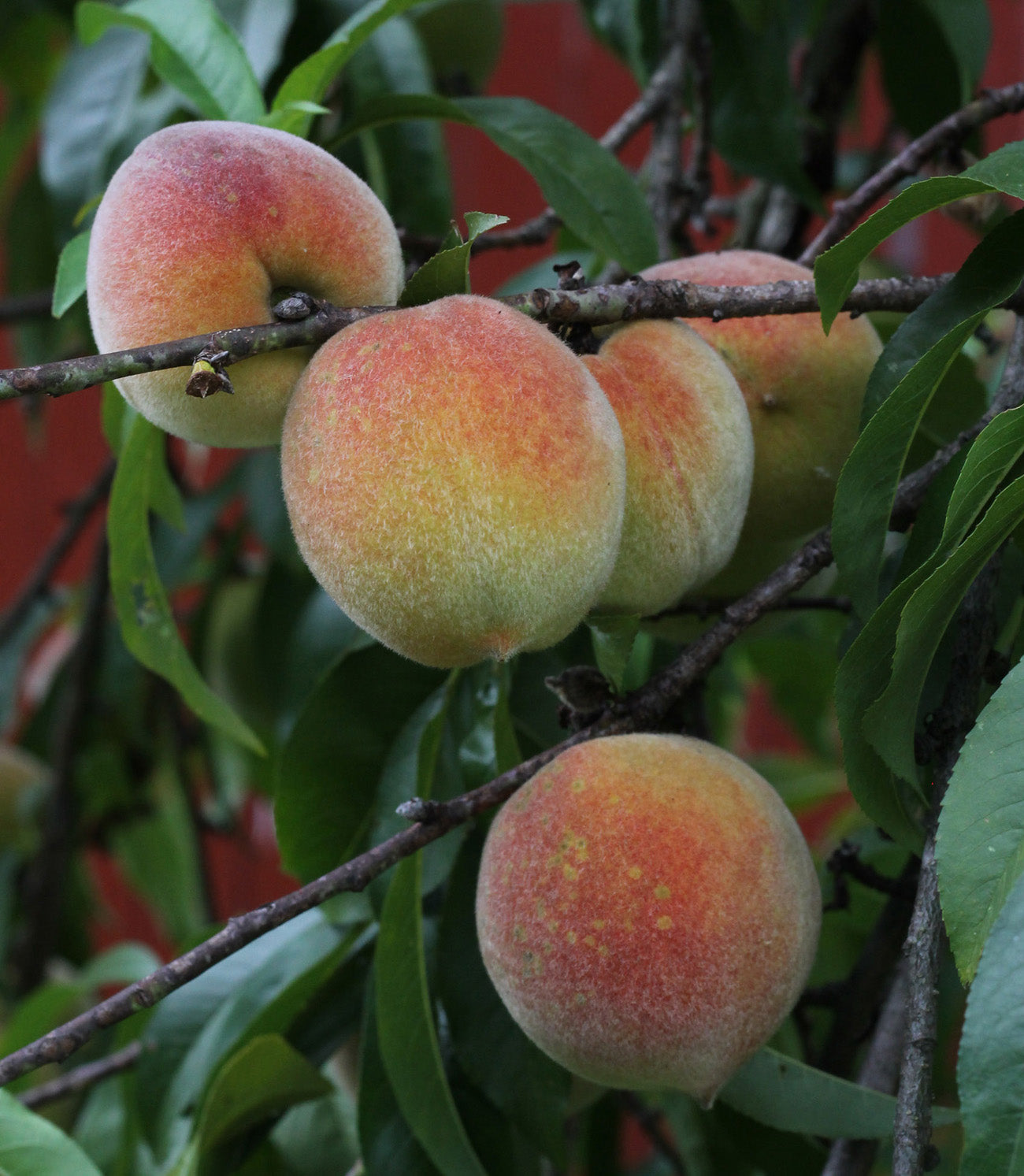 Planting A Special Kind of Orchard