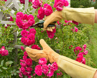 Person pruning pink roses with gardening shears in a garden setting