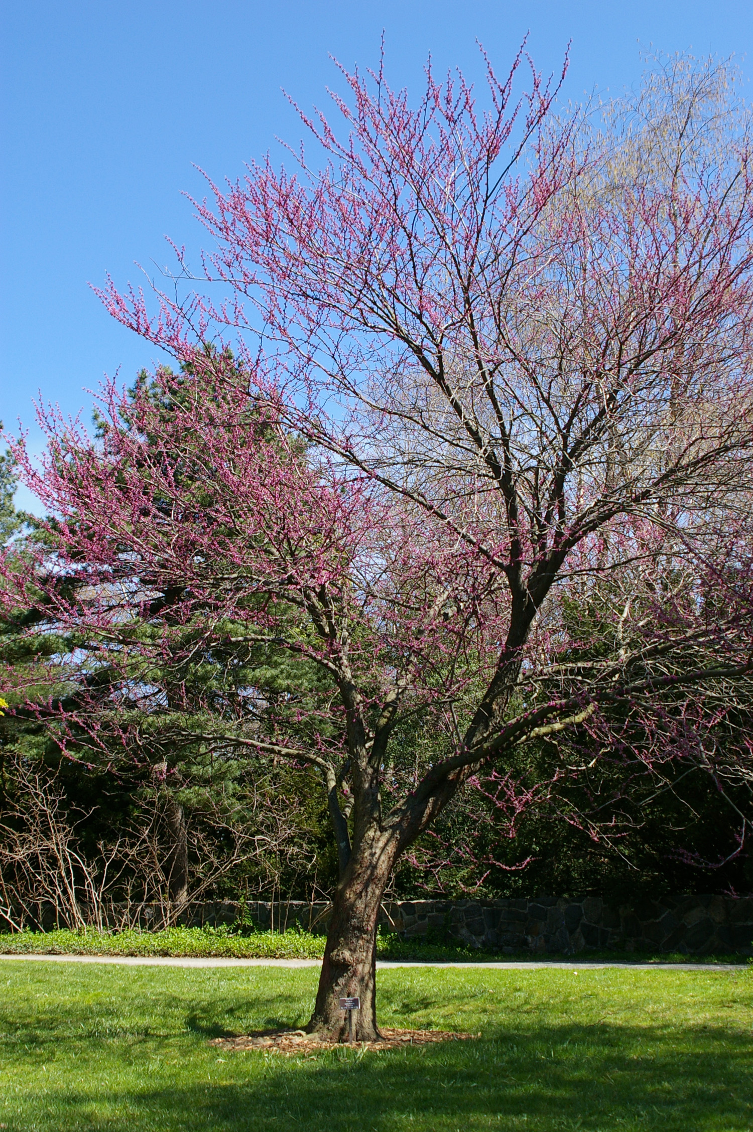 Cercis Canadensis and Cercis Chinensis | womanswork.com