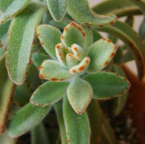 Book Give Away // Growing Kalanchoe tomentosa | womanswork.com