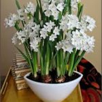 paperwhites3