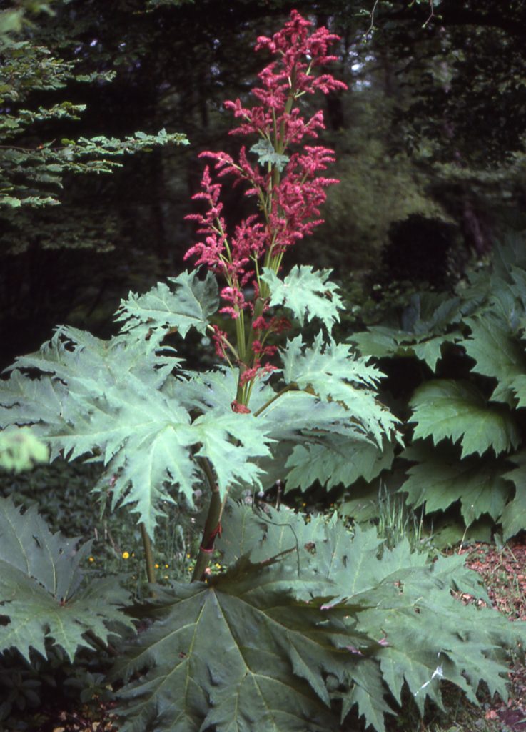 Growing Tall Perennials In Your Garden 