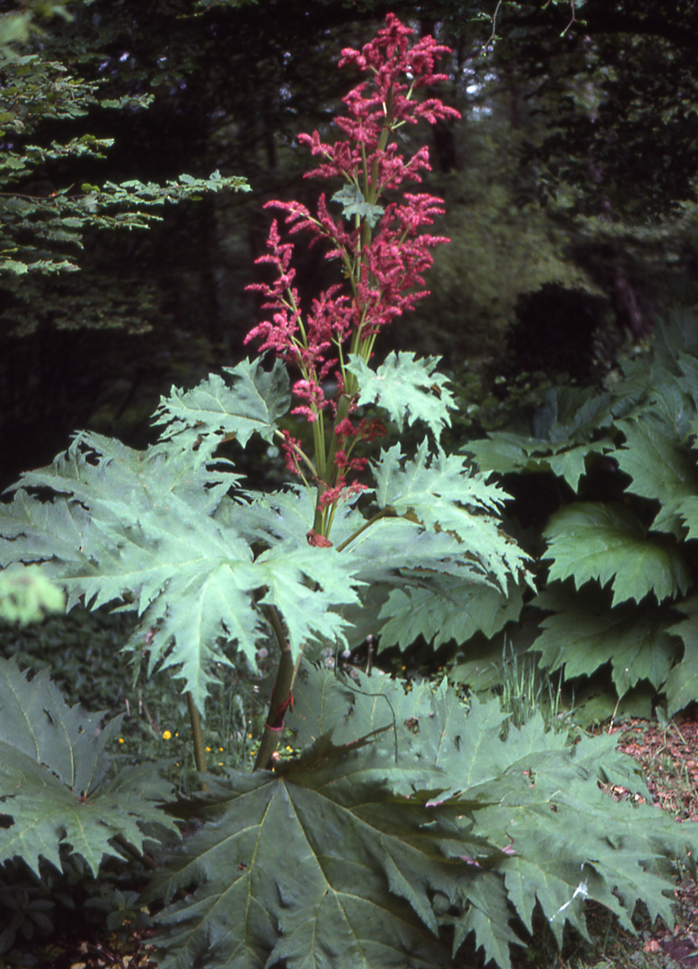 Growing Tall Perennials in your garden | womanswork.com