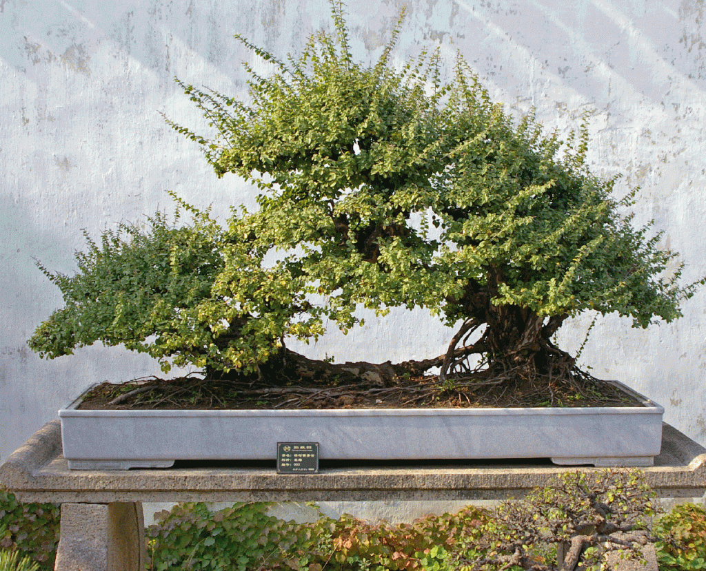 The Art of Bonsai Making is Still Alive Today with Bruce Baker and