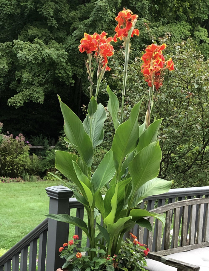 Overwintering Tropical Plants Such As Canna Lilies, Colocasia and Alocasia