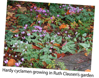 Daffodils in Ruth Clausen's garden